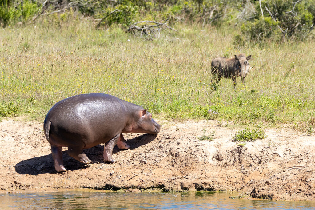 what to pack for safari in South Africa